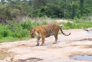 tribal woman killed in tiger attack in Seoni  madyapradesh  സിയോണി ജില്ലയിലെ ബർഖട്ട് സ്വദേശി  ആദിവാസി യുവതി കടുവയുടെ ആക്രമണത്തിൽ കൊല്ലപ്പെട്ടു