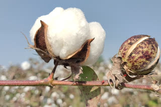 Cotton Farmers Of    Balangir In Distress