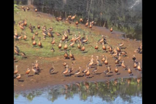 whistling-ducks-from-thattekkadu-