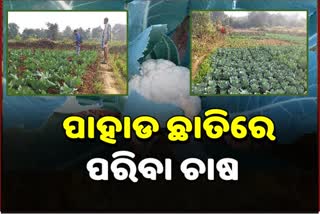 VEGETABLE FARMING HAS GIVEN MARDING A DIFFERENT IDENTITY IN BOUDH