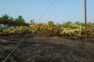 Fire destroys cashew, mango plantation in Sindudurg