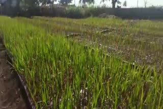 heavy-demand-for-sugar-cane-saplings-in-chikkodi