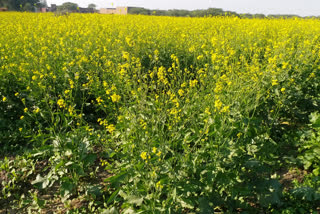 Noon reached second place in mustard production in haryana