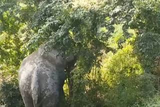 a-elephen-entering-the-tezpur-college-campus