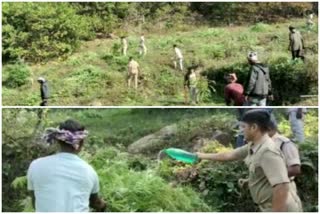 Worth of 2 crore Cannabis cultivation destroyed by local administration in Ganjam