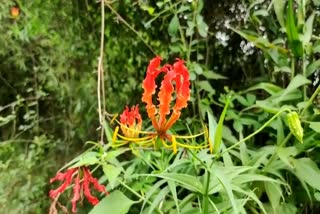 Flame Lily