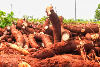 Cassava