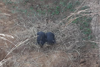 Bear gave birth to two cubs