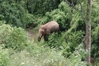 Dangerous wild elephant reached in Nilampoor  wild elephant killed two men  Wild elephant from Tamilnadu