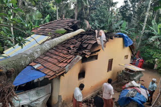 coconut tree fall news  house collapsed news  roof broken news  തെങ്ങ് കടപുഴകി വാര്‍ത്ത  വീട് തകര്‍ന്നു വാര്‍ത്ത  മേല്‍ക്കൂര തകര്‍ന്നു വാര്‍ത്ത