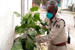 tree man of chhattisgarh