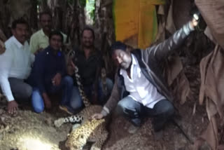 Who gave permission to dr Dhawal Singh Mohite Patil for shot the leopard