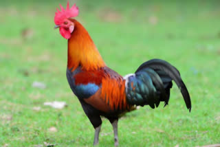 Take a action on Rajura Rooster fighting, ex mla wamanrao chatap request to police department