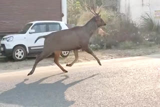 sambhar roaming in tehri colony haridwar