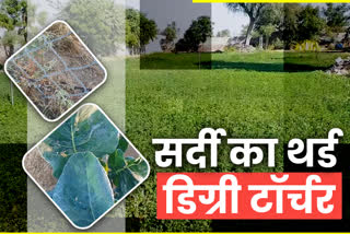 ठंड से फसलों का बचाव, Protecting crops fr