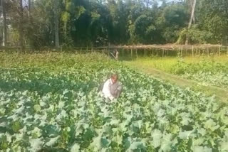 Badheshwar Bara is cultivator in Majuli