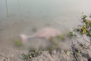 dolphin-found-dead-in-shibganj