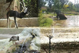 Mega zoo set to come up on 250 acres in Gujarat's Jamnagar