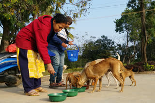 Padma Feeds 80 Street Dogs Everyday in Chitradurga  Street dogs fed Chitradurga  Padmavathi feeds streetdogs  തെരുവുനായകള്‍ക്ക് ഭക്ഷണം വിളമ്പി ചിത്രദുര്‍ഗ സ്വദേശിയായ പത്മാവതി  തെരുവുനായകള്‍ക്ക് ഭക്ഷണം വിളമ്പി  തെരുവുനായകള്‍