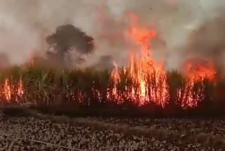 Sugarcane field caught fire in Kawardha