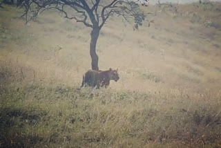 Tiger found repeatedly in himavad gopalaswamy hills