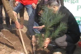 mega tree planting campaign in mansbal of sindh division
