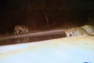 Jhalana Leopard Reserve of Rajasthan,  Jaipur latest news