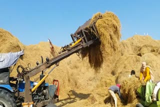 sirsa stubble burning cases