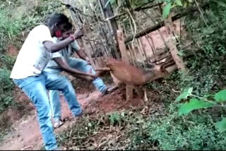 wild sheep are caught in gate two peoples save chikkamagaluru