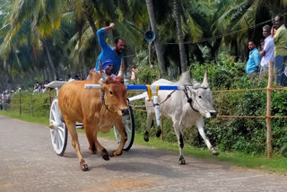 பெள்ளாச்சியில் கலை கட்டிய ரேக்ளா பந்தயம்