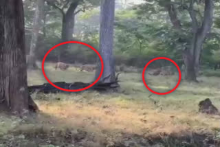 Five tigers spotted at Nagarhole National Park