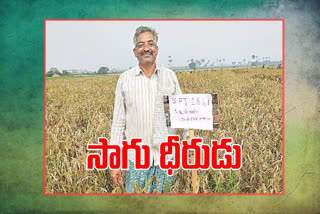 krishna-district-farmer-who-is-achieving-high-yields-by-adopting-veda-cultivation-method-in-paddy