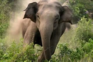 टस्कर हाथी की मौत