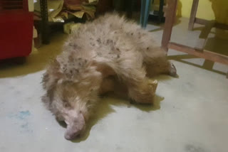 Dead body of a white bear found in a well in marwahi