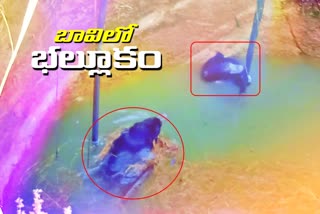 bear fell into the  farm well at bommanapally in Karimnagar district