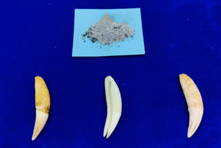 Anna International Airport Customs seized Panther teeth which is smuggled from Dubai