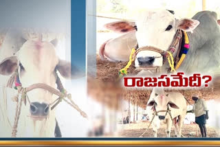 bull-reduce-in-ongole-prakasam-district in ap