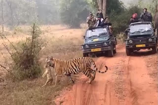 tourists-coming-to-bandhavgarh-tiger-reserve-despite-winter