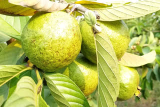 Diseases on the fruit in pune