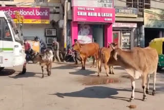 Stray Animals in Ayanagar