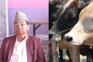 jamiat quresh to launch statewide agitation if bjp doesn't shun anti cow slaughter bill