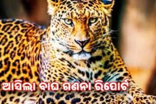 ଓଡିଶାରେ ଅଛନ୍ତି 706 ଚିତାବାଘ