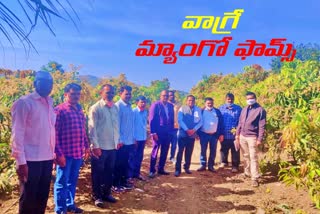 loka Venkata rami reddy visited wagre mango farm