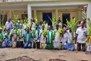 Disease attack on crops in Thoothukudi