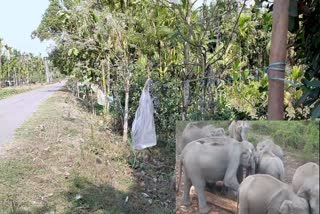 চিৰাঙৰ হাতী মানুহৰ সমস্যাক লৈ ডব্লিউ ডব্লিউ এফৰ প্ৰতিক্ৰিয়া