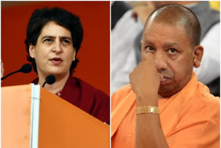 'Cows in UP starving to death', Priyanka Gandhi writes to CM Yogi