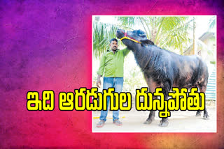 six-feet-buffalo-in-east-godavari-district