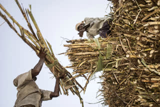 Sugarcane farmer
