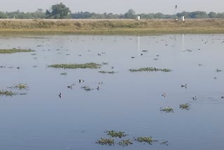 as-dmj_gai-river-wetland-is-filled-with-migratory-birds-vis-as10021