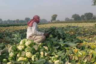 Farmers of Yamuna Khadar